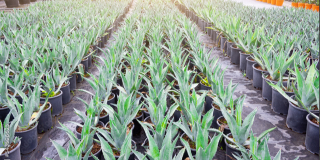 Agave　